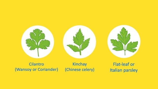 illustration of cilantro, kinchay, and flat leaf parsley on a yellow background