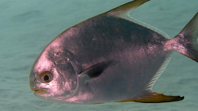 Big-scale pomfret - Wikipedia