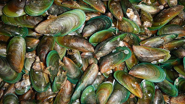 tahong or Asian green mussels
