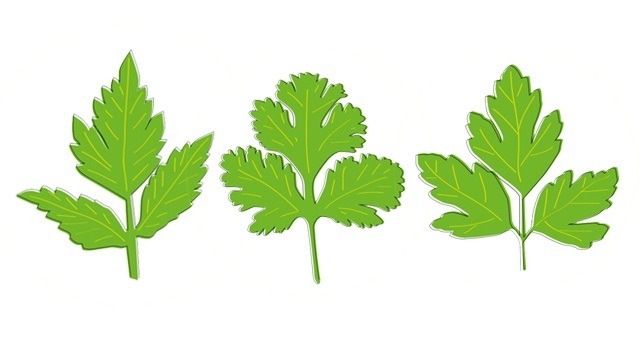 kinchay, wansoy, and flat-leaf parsley