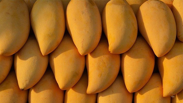 a pile of philippine mangoes