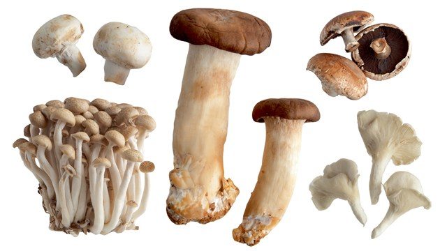 King Oyster Mushroom and Shimeji Mushroom and Shitake Mushroom O