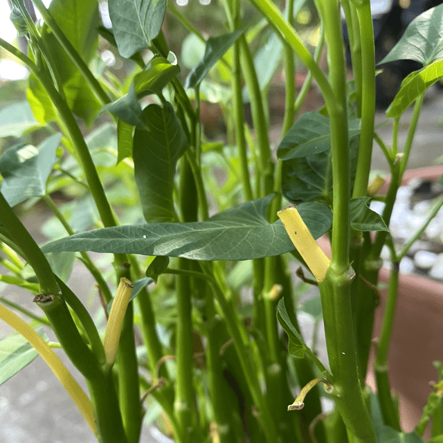 How To Regrow Kangkong - Yummy.ph