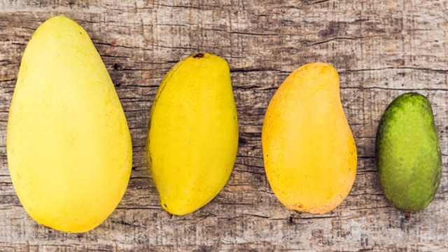 from left to right: carabao mango, pico mango, apple mango, indian mango