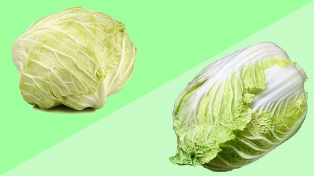 A normal cabbage is different from a Chinese cabbage.