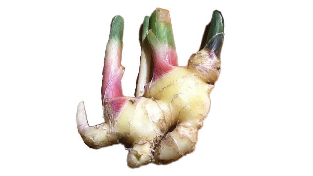 Ginger vs. Galangal Differences