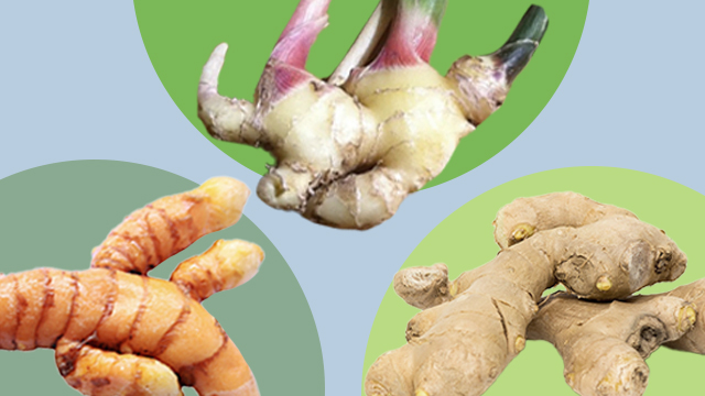 Ginger vs. Galangal Differences