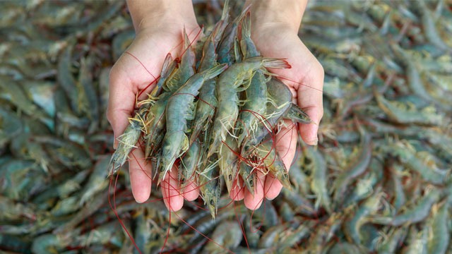 where can you buy fresh shrimp