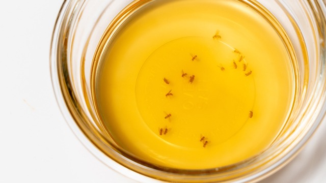 How To Get Rid Of Fruit Flies - Yummy.ph