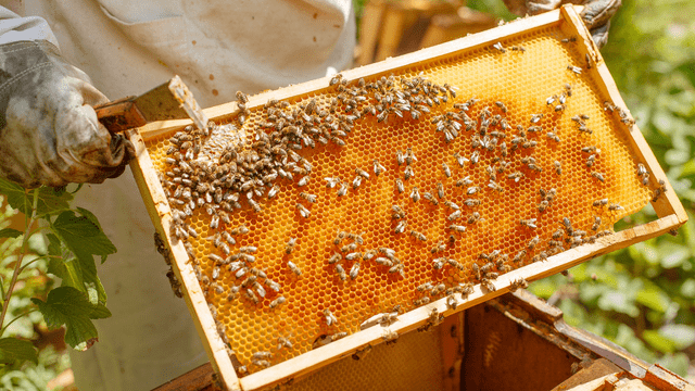 Former seaman Mac Bergonio found a new calling with bee farming at Los Pepes Farm in Indang, Cavite.