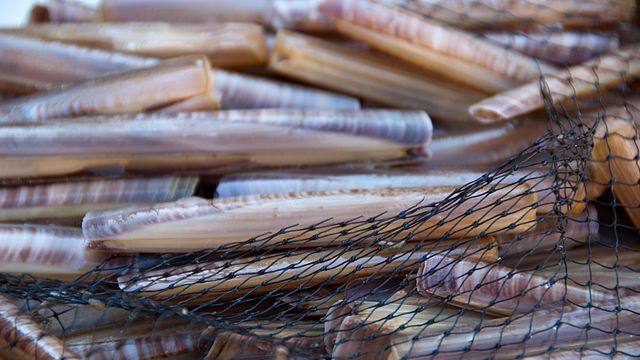 razor clams in net