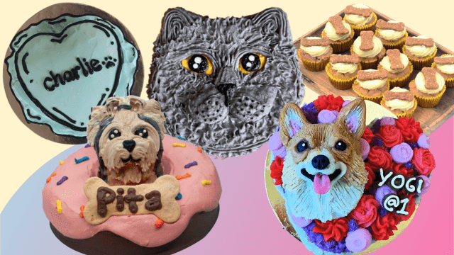different cakes from local pet bakeries