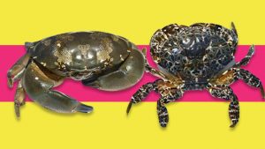 poisonous crabs